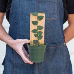 Rhaphidophora 'Hayi' (Shingle Plant) 5 Rhaphidophora 'Hayi' (Shingle Plant) -Plant house 4 RHAPHIDOPHORA HAYI 3