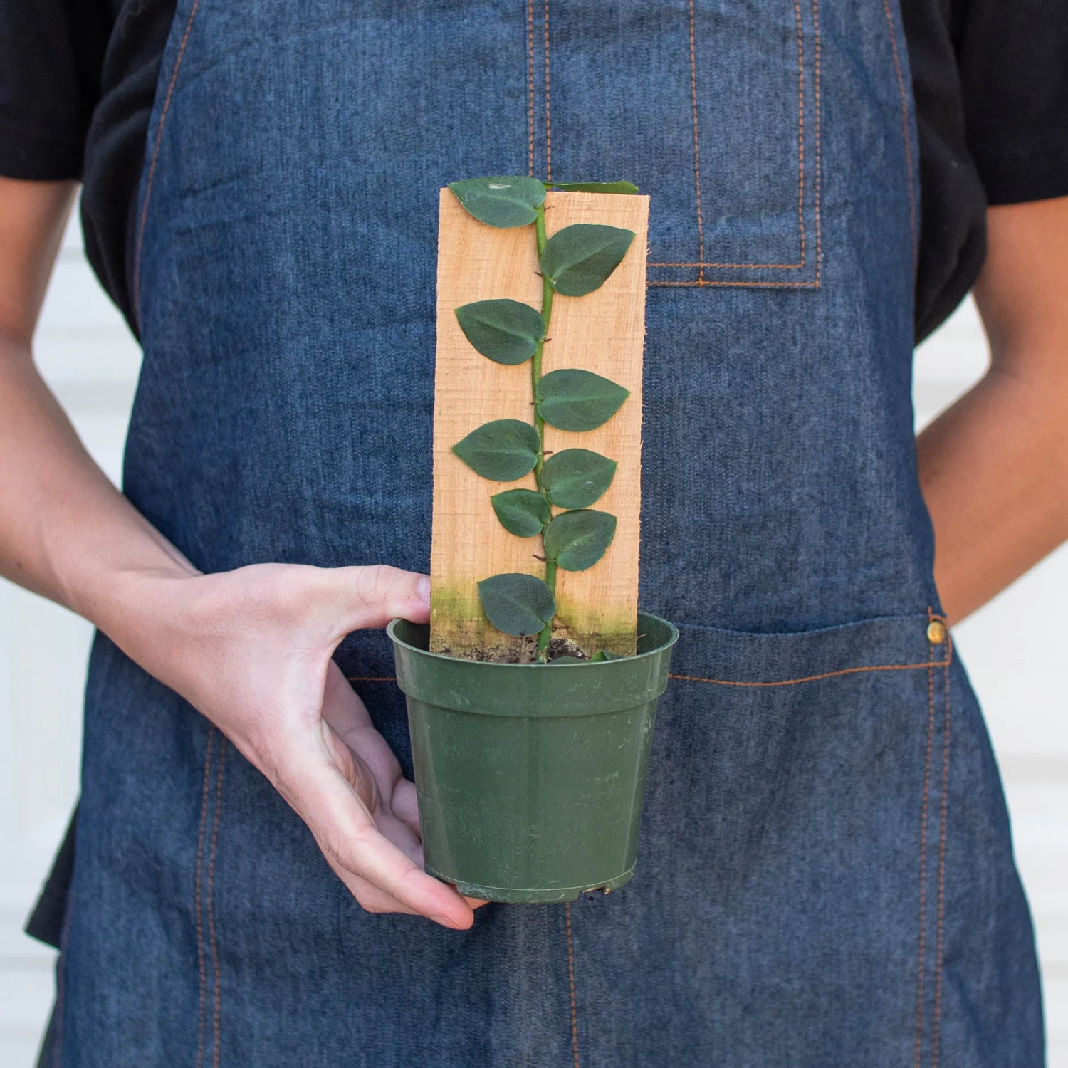 Rhaphidophora 'Hayi' (Shingle Plant) 3 Rhaphidophora 'Hayi' (Shingle Plant) - Image 3