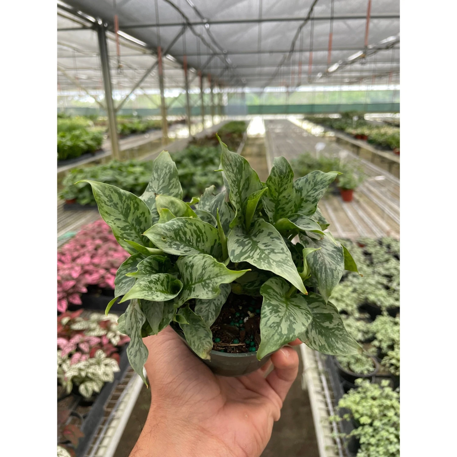 Schismatoglottis 'Thailand' 1 Schismatoglottis 'Thailand'