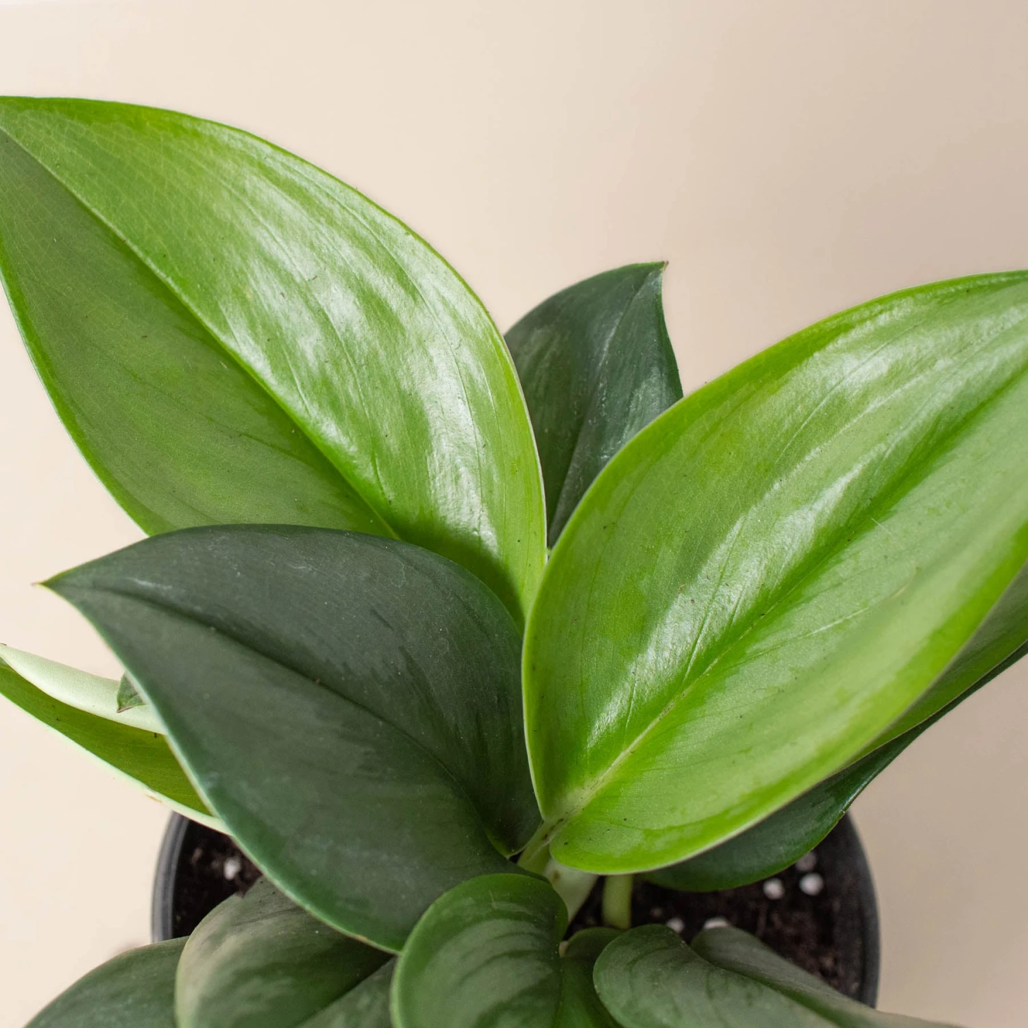 Scindapsus 'Moonlight' 2 Scindapsus 'Moonlight' - Image 2