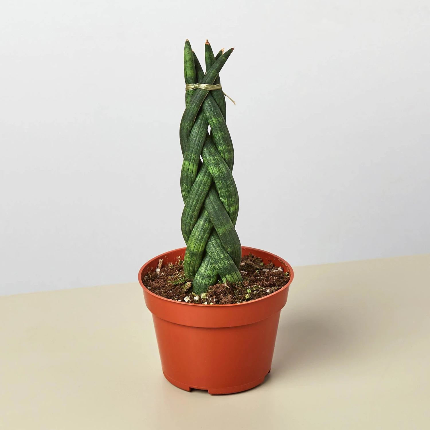 Snake Plant 'Braided' 1 Snake Plant 'Braided'