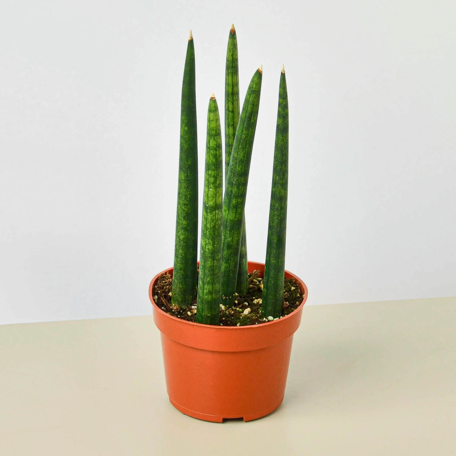 Snake Plant 'Cylindrica' 1 Snake Plant 'Cylindrica'