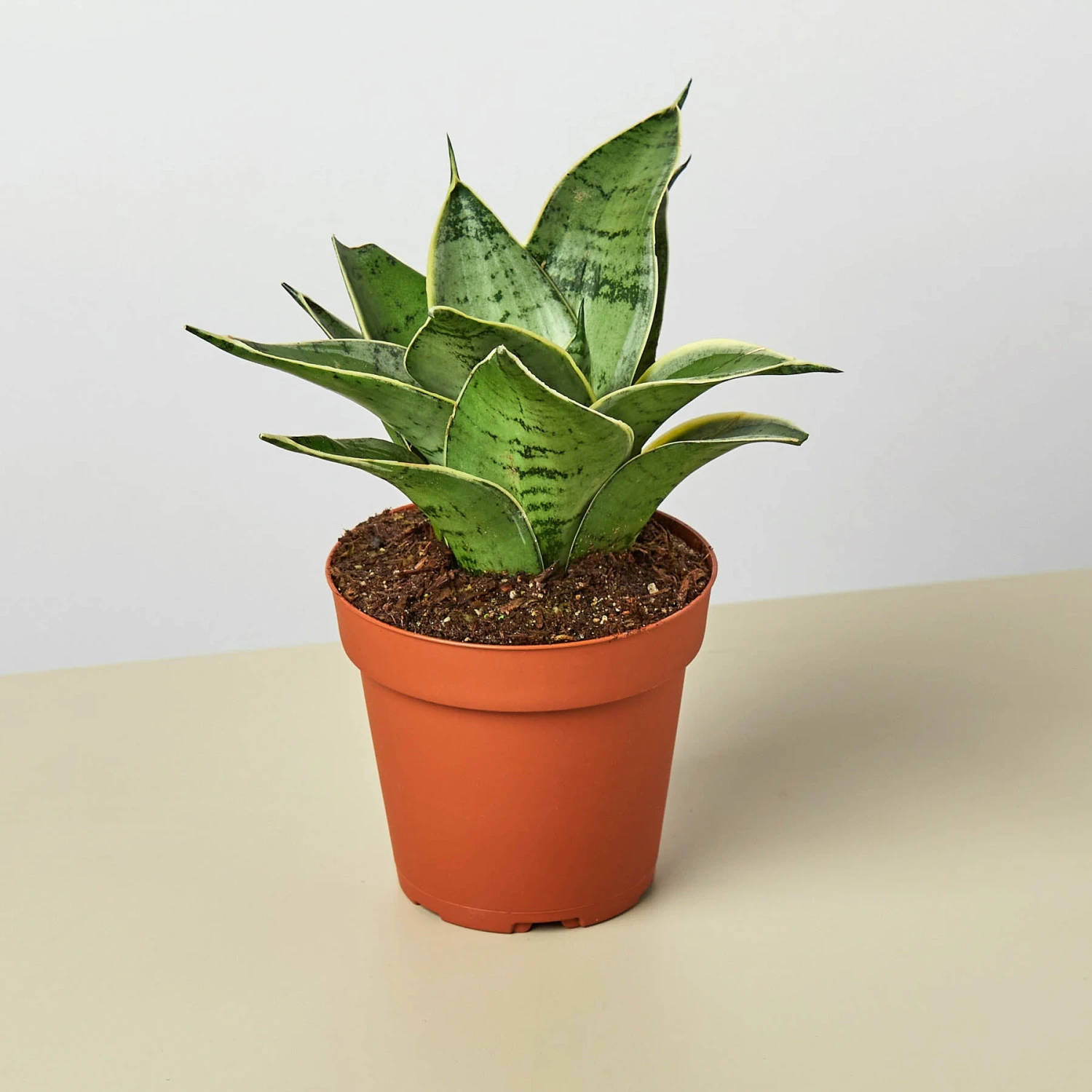 Snake Plant 'Starlight' 1 Snake Plant 'Starlight'