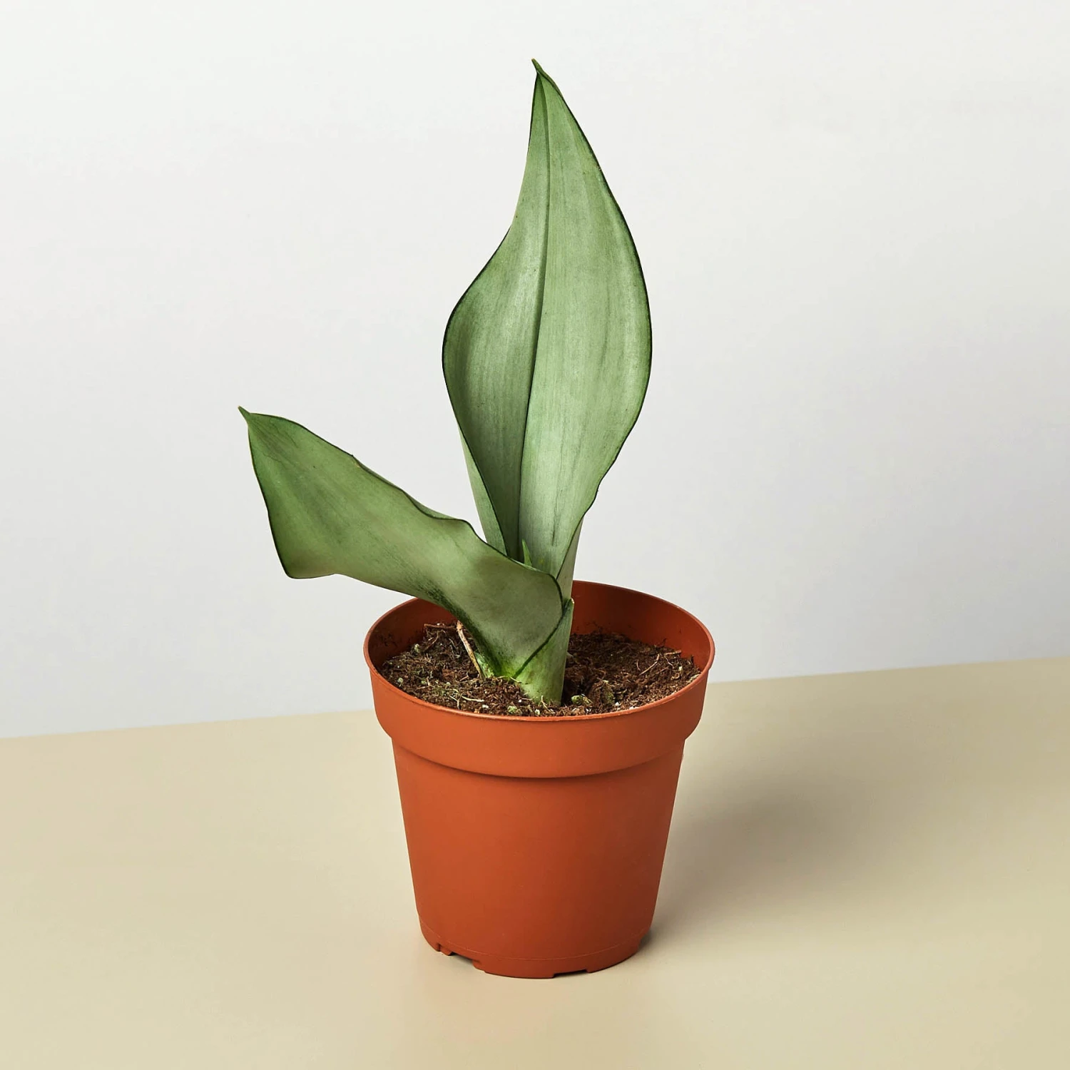 Snake Plant 'Moonshine' 1 Snake Plant 'Moonshine'