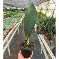 Shark Fin Snake Plant 9 Shark Fin Snake Plant -Plant house 4 SNAKE SHARK.FIN TEMP 12.6.23