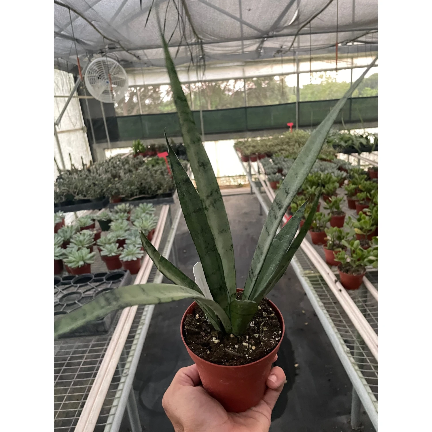 Snake 'Silver Princess' 1 Snake 'Silver Princess'