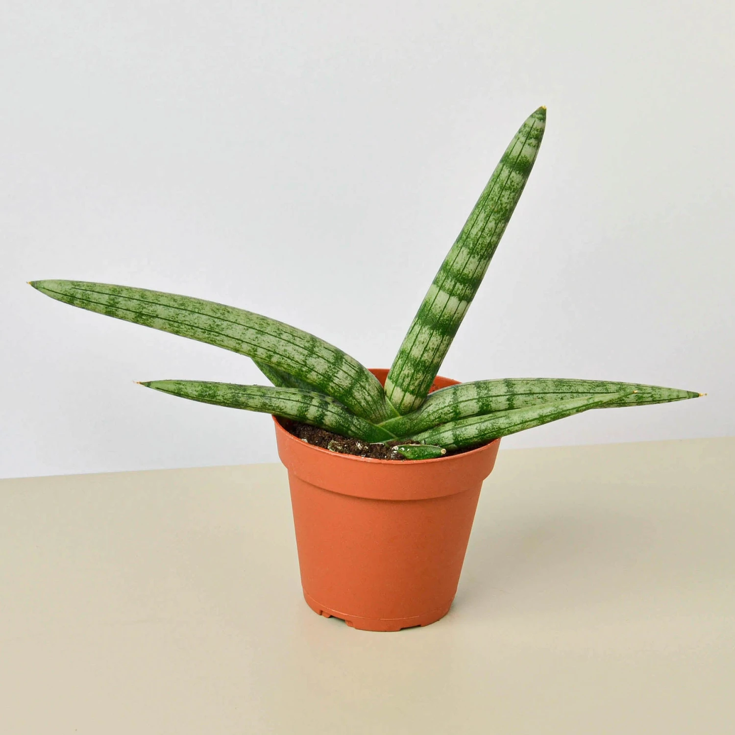 Snake Plant 'Starfish' 1 Snake Plant 'Starfish'