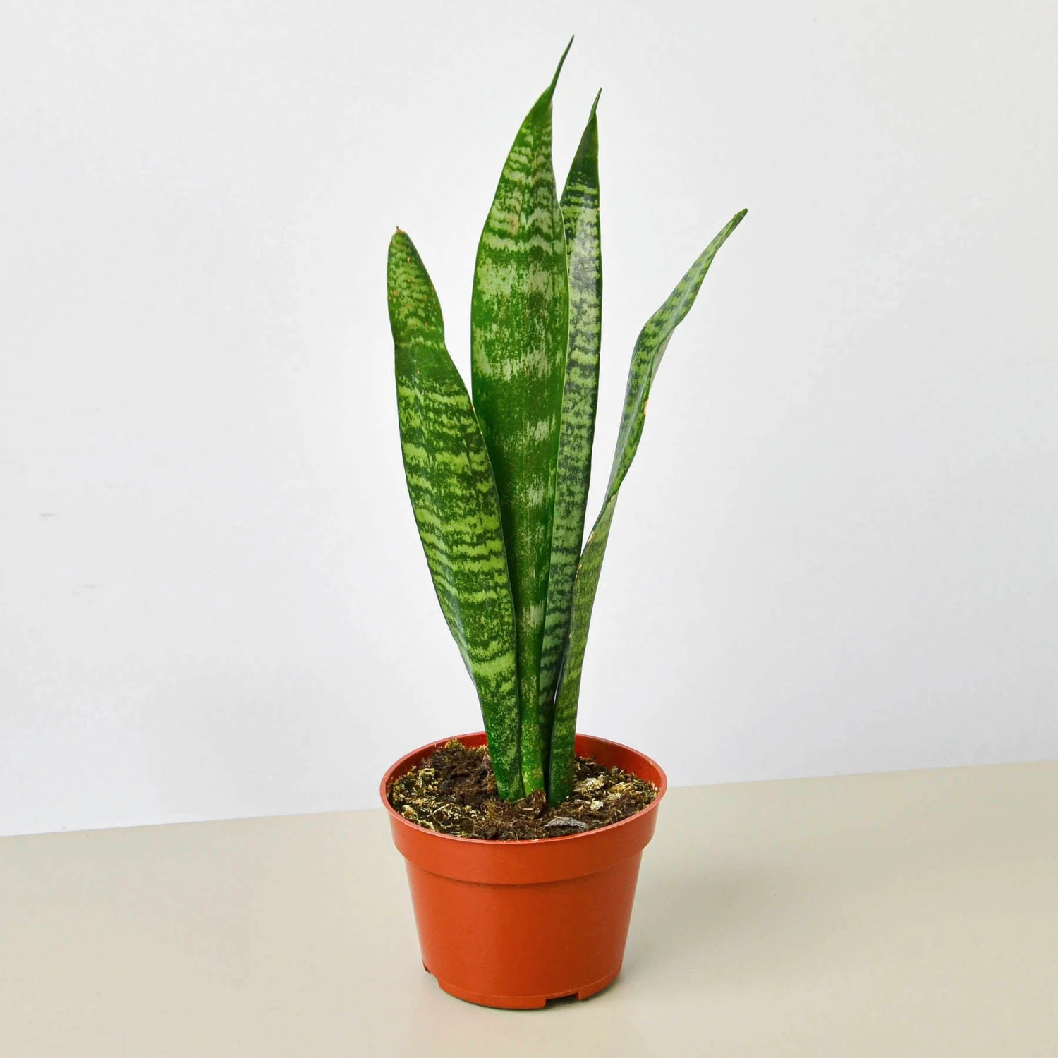 Snake Plant 'Zeylanica' 1 Snake Plant 'Zeylanica'