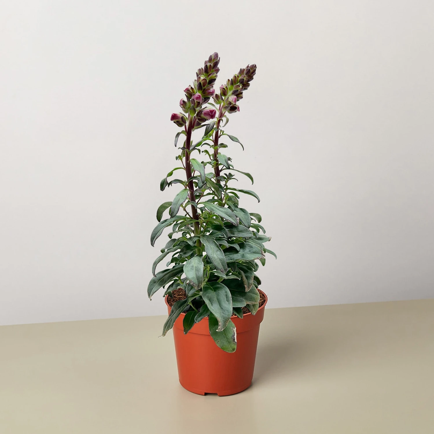 SnapDragon 1 SnapDragon