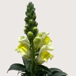 SnapDragon 8 SnapDragon -Plant house 4 SNAPDRAGON YELLOW 2