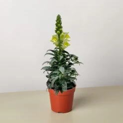 SnapDragon 7 SnapDragon -Plant house 4 SNAPDRAGON YELLOW 1