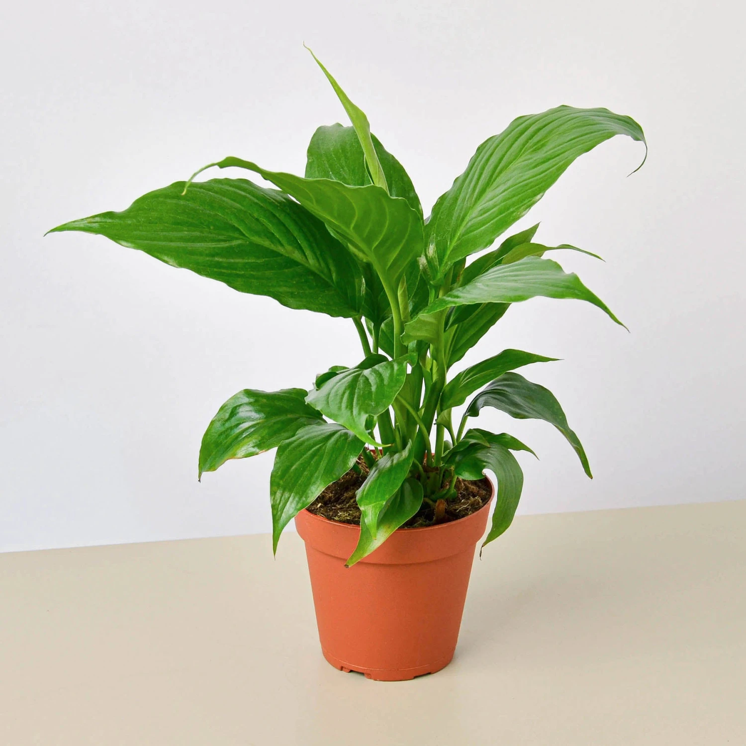 Spathiphyllum 'Peace Lily' 1 Spathiphyllum 'Peace Lily'