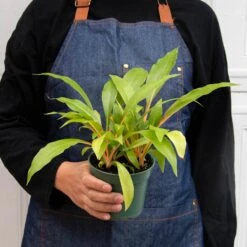 Spider Plant 'Fire Flash' -Plant house 4 SPIDER FIRE FLASH 3