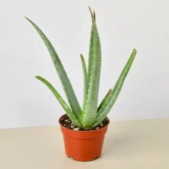 Plant Paradise Large Bundle -Plant house 4 SUCC ALOE VERA 1 aab23bd5 526b 4f3f 8a41 0ed8977681d9