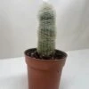 Cactus 'Old Man'
