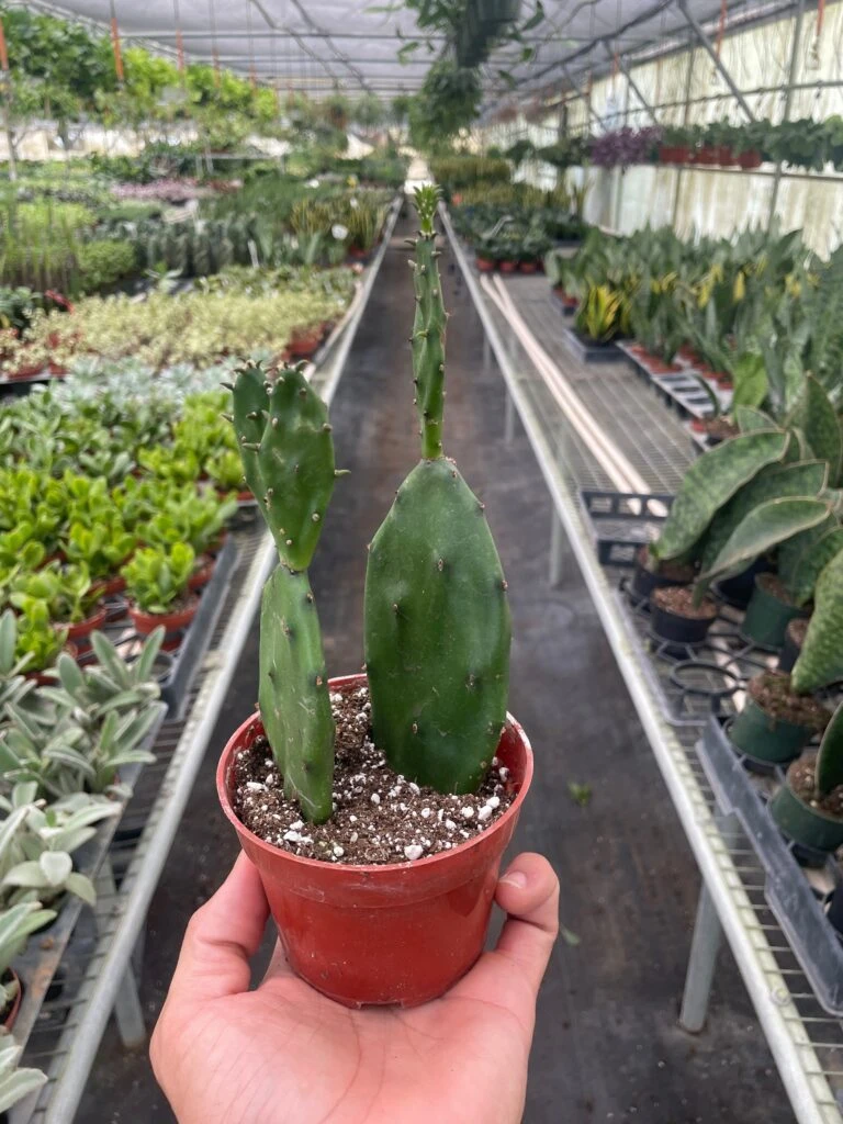 Front Page -Plant house 4 SUCC CACTUS PRICKLY.PEAR TEMP 8.8.24 768x1024 1