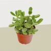 Succulent Cotyledon 'Bear Paw'