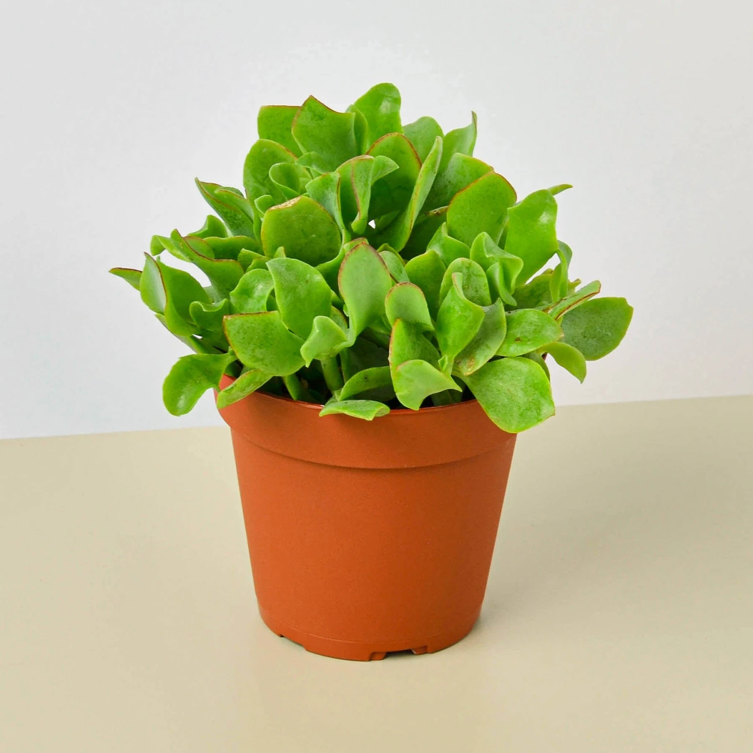 Succulent 'Ripple Jade' 1 Succulent 'Ripple Jade'