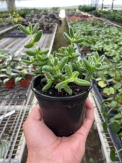 Delosperma Echinatum 'Pickle Plant' 8 Delosperma Echinatum 'Pickle Plant' -Plant house 4 SUCC DELOSPERMA PICKLE.PLANT TEMP 2.1.24