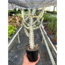 4" Succulent Euphorbia 'Dragon Bone' -Plant house 4 SUCC EUPHORBIA DRAGON.BONE TEMP 12.6.23