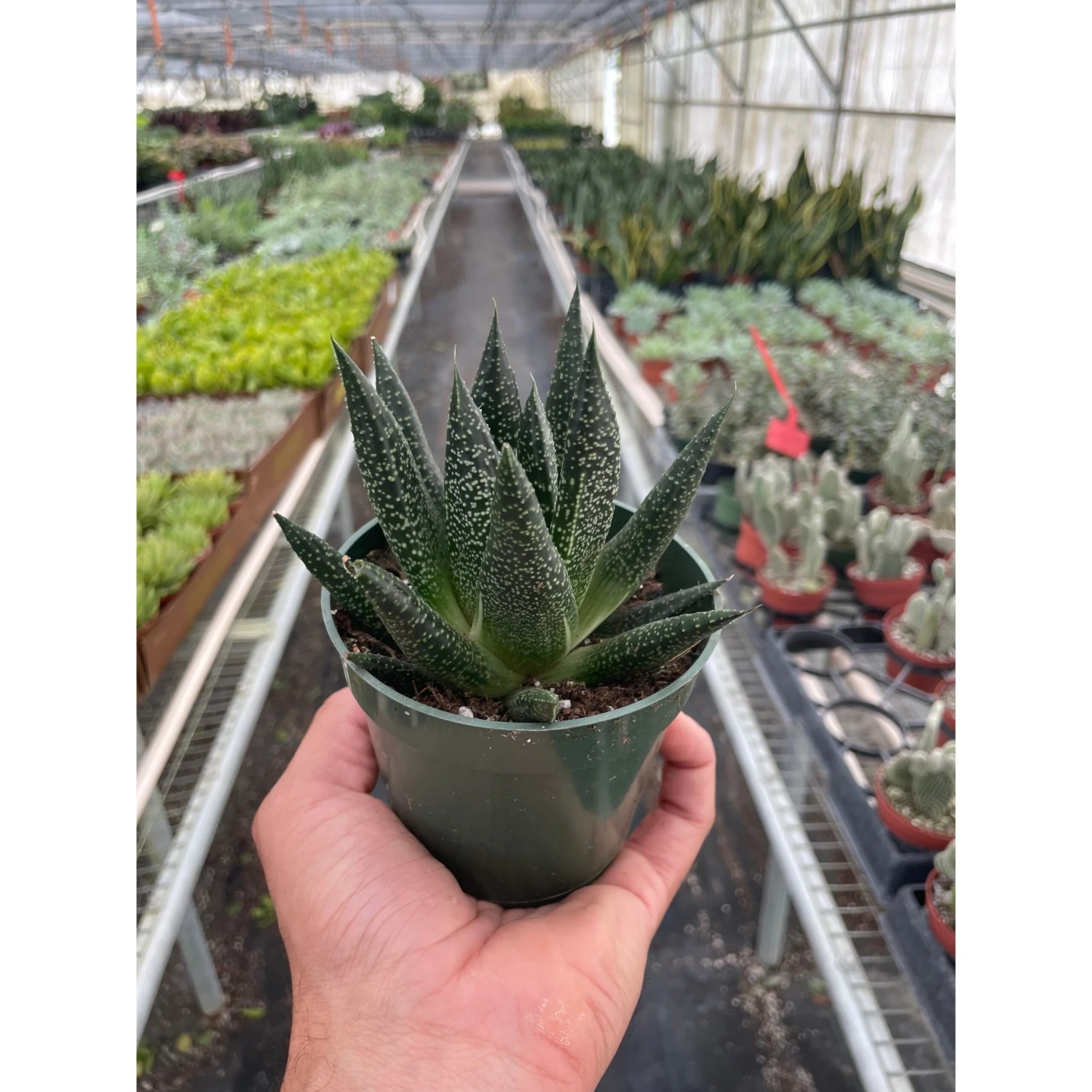 Succulent Gasteria Durban 3 Succulent Gasteria Durban - Image 3