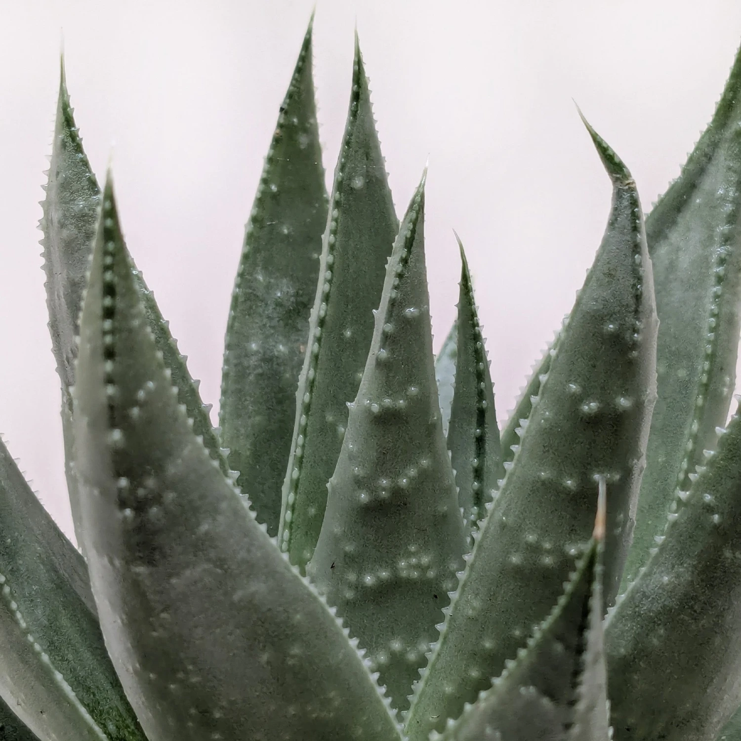 Succulent Haworthia Savanna 2 Succulent Haworthia Savanna - Image 2