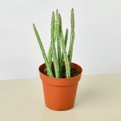 Succulent Senecio Stapeliiformis 'Pickle Plant'