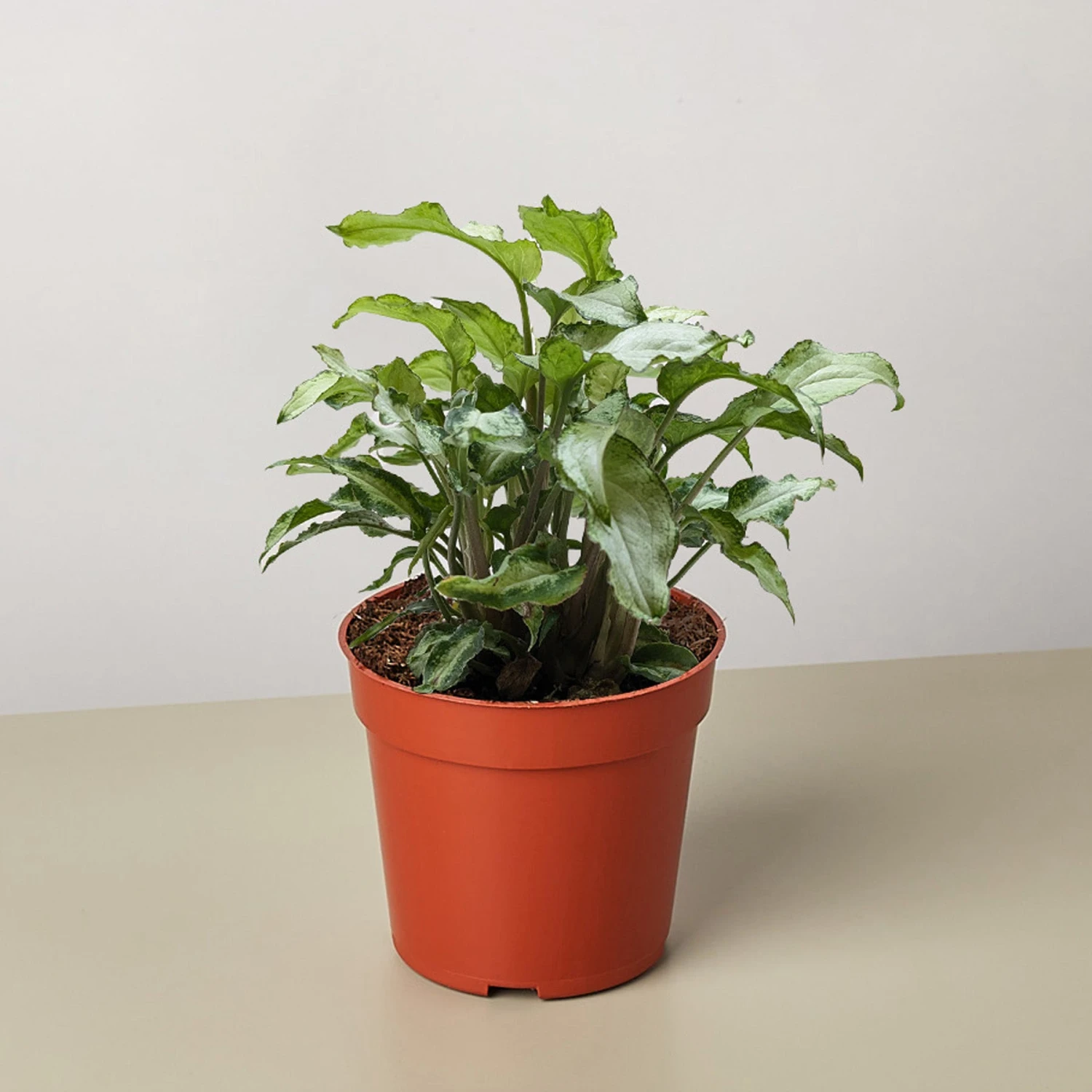 Syngonium 'Three Kings' 1 Syngonium 'Three Kings'