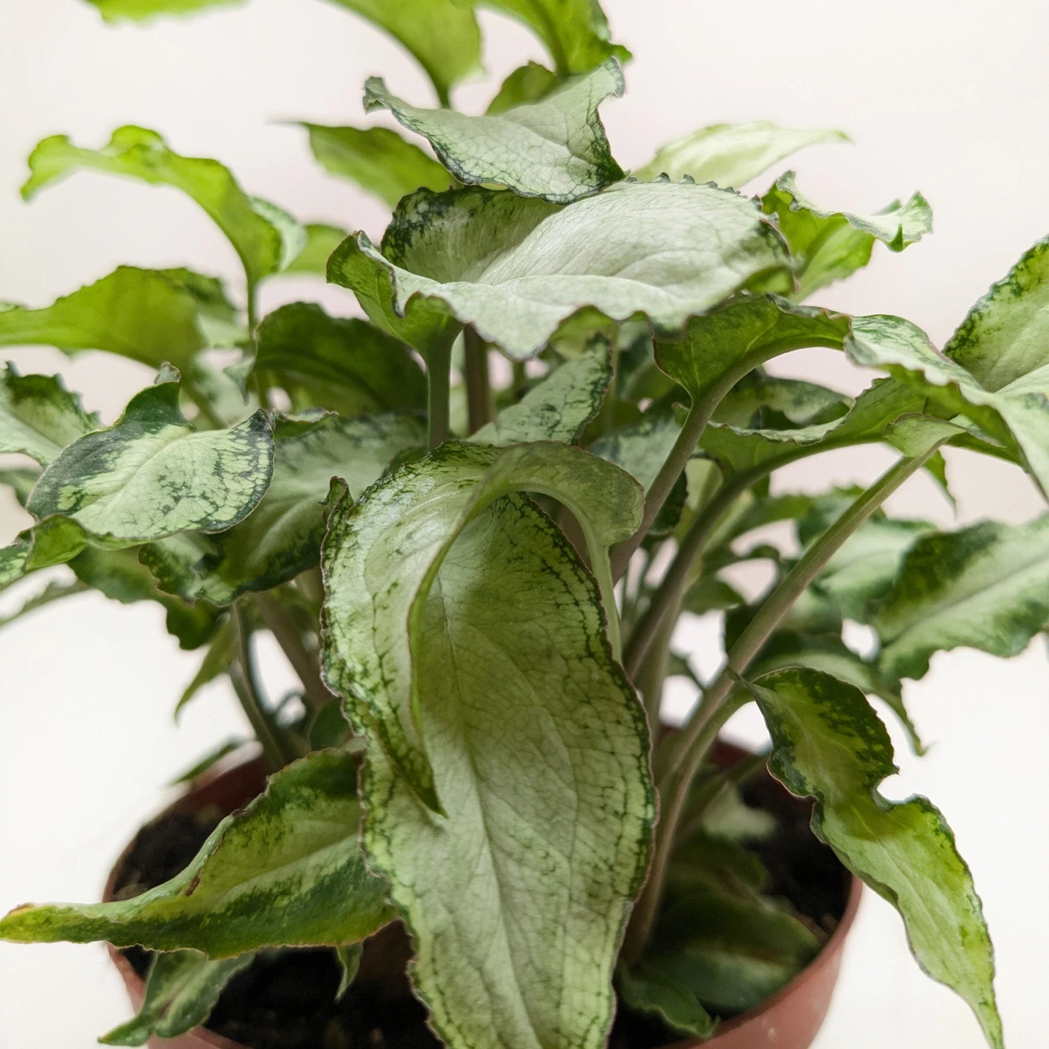 Syngonium 'Three Kings' 2 Syngonium 'Three Kings' - Image 2