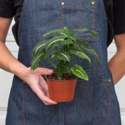 Syngonium Wendlandii 'Black Velvet' 6 Syngonium Wendlandii 'Black Velvet' -Plant house 4 SYNGONIUM BLACK.VELVET 3