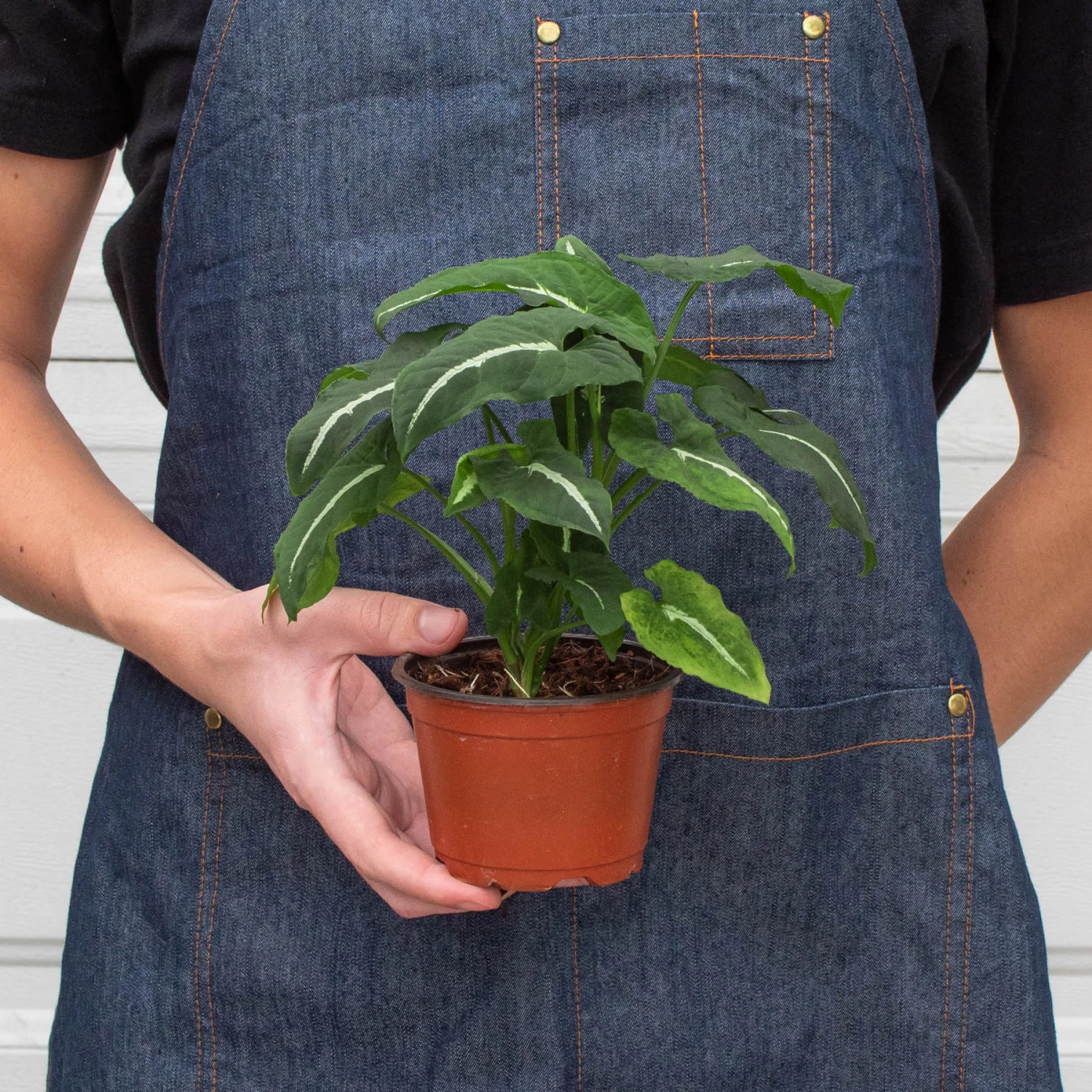 Syngonium Wendlandii 'Black Velvet' 3 Syngonium Wendlandii 'Black Velvet' - Image 3