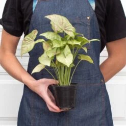 Syngonium 'Confetti' 6 Syngonium 'Confetti' -Plant house 4 SYNGONIUM CONFETTI 3