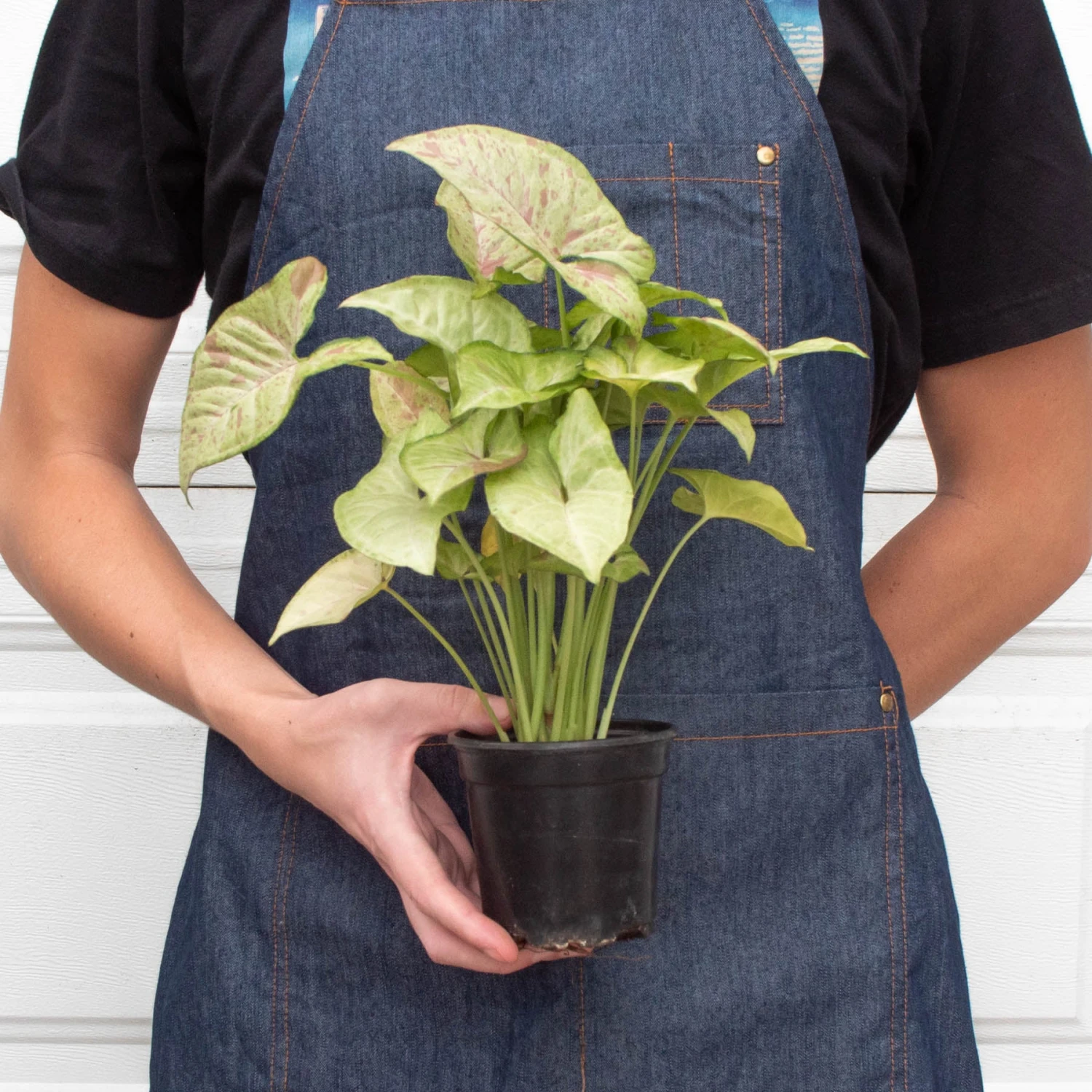 Syngonium 'Confetti' 3 Syngonium 'Confetti' - Image 3