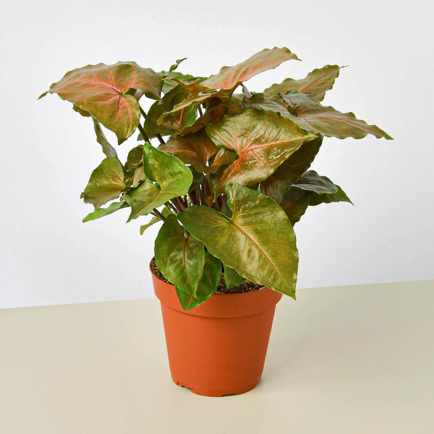 Syngonium 'Merry' 1 Syngonium 'Merry'