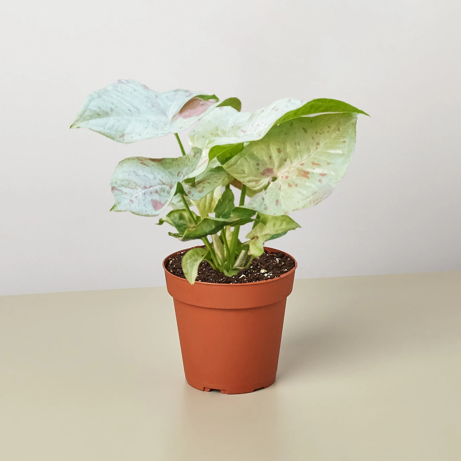 Syngonium 'Milk Confetti' 1 Syngonium 'Milk Confetti'