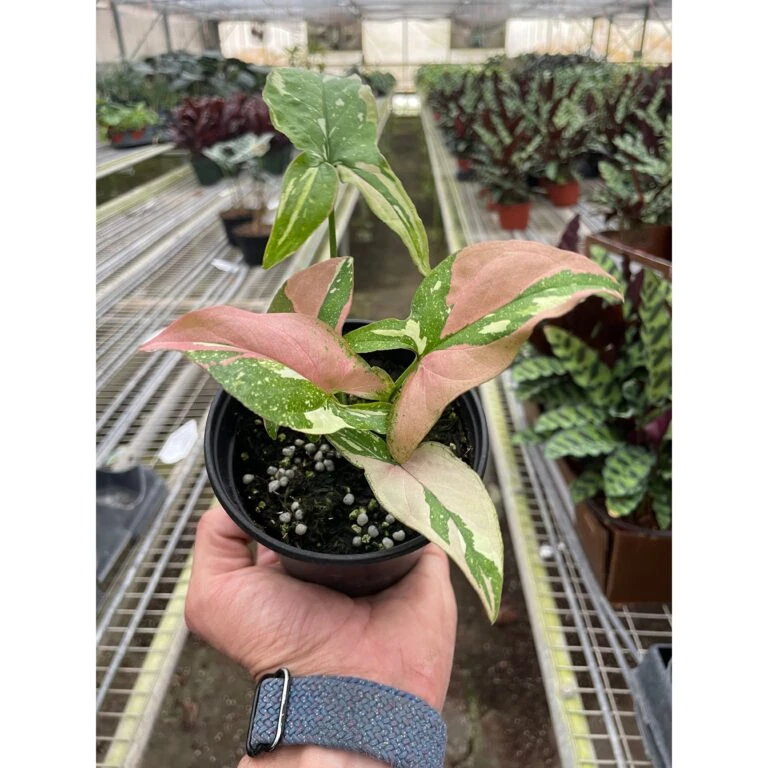 Front Page -Plant house 4 SYNGONIUM TRICOLOR TEMP 3.7.24 768x768 1