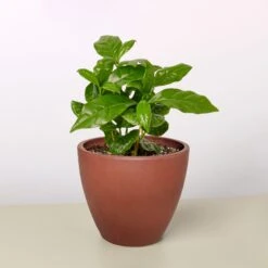 Arabica Coffee -Plant house 4 TERRA.COTTA ECO POT ARABICA COFFEE