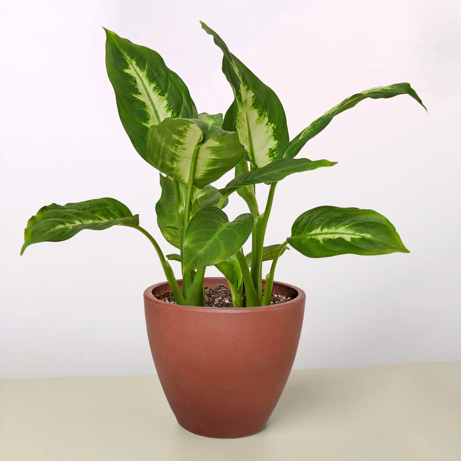 Dieffenbachia Camille 13 Dieffenbachia Camille - Image 13