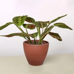 Maranta 'Red Prayer' -Plant house 4 TERRA.COTTA ECO POT MARANTA RED