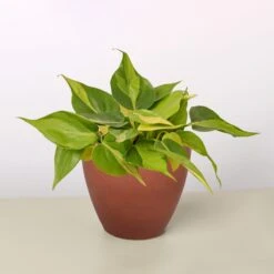 Philodendron 'Brasil' 17 Philodendron 'Brasil' -Plant house 4 TERRA.COTTA ECO POT PHILODENDRON BRASIL