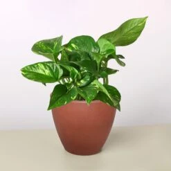 Pothos 'Golden' -Plant house 4 TERRA.COTTA ECO POT POTHOS GOLDEN
