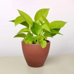 Pothos 'Neon' 15 Pothos 'Neon' -Plant house 4 TERRA.COTTA ECO POT POTHOS NEON