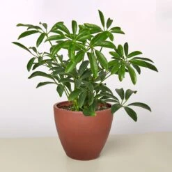Schefflera Arboricola 15 Schefflera Arboricola -Plant house 4 TERRA.COTTA ECO POT SCHEFFLERA ARBORICOLA