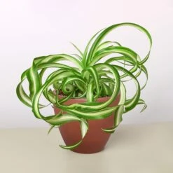 Spider Plant 'Bonnie' 19 Spider Plant 'Bonnie' -Plant house 4 TERRA.COTTA ECO POT SPIDER BONNIE