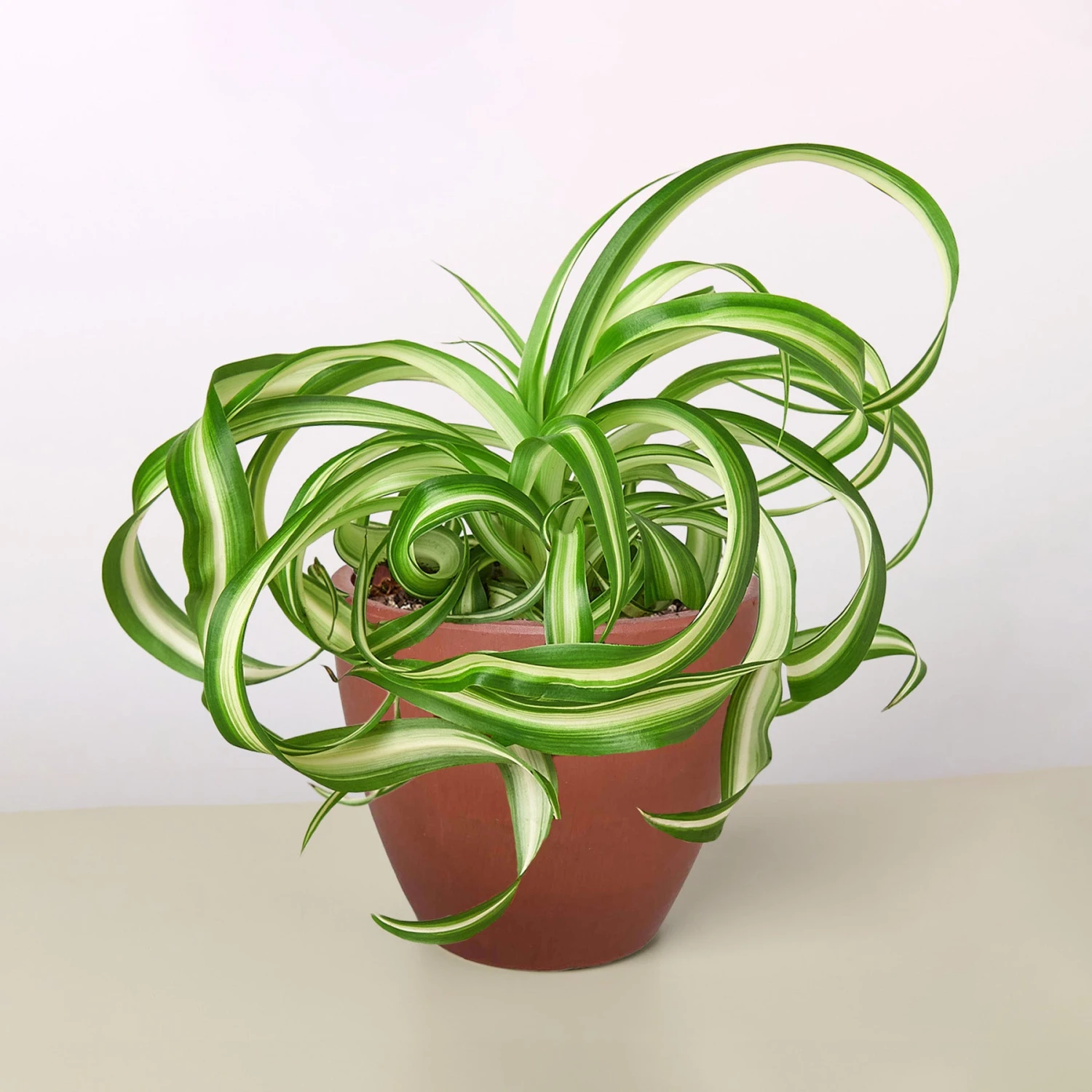 Spider Plant 'Bonnie' 8 Spider Plant 'Bonnie' - Image 8