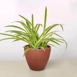 Spider Plant 'Reverse' 19 Spider Plant 'Reverse' -Plant house 4 TERRA.COTTA ECO POT SPIDER REVERSE
