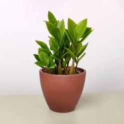 Zamioculcas Zamiifolia 'ZZ' -Plant house 4 TERRA.COTTA ECO POT ZZ PLANT