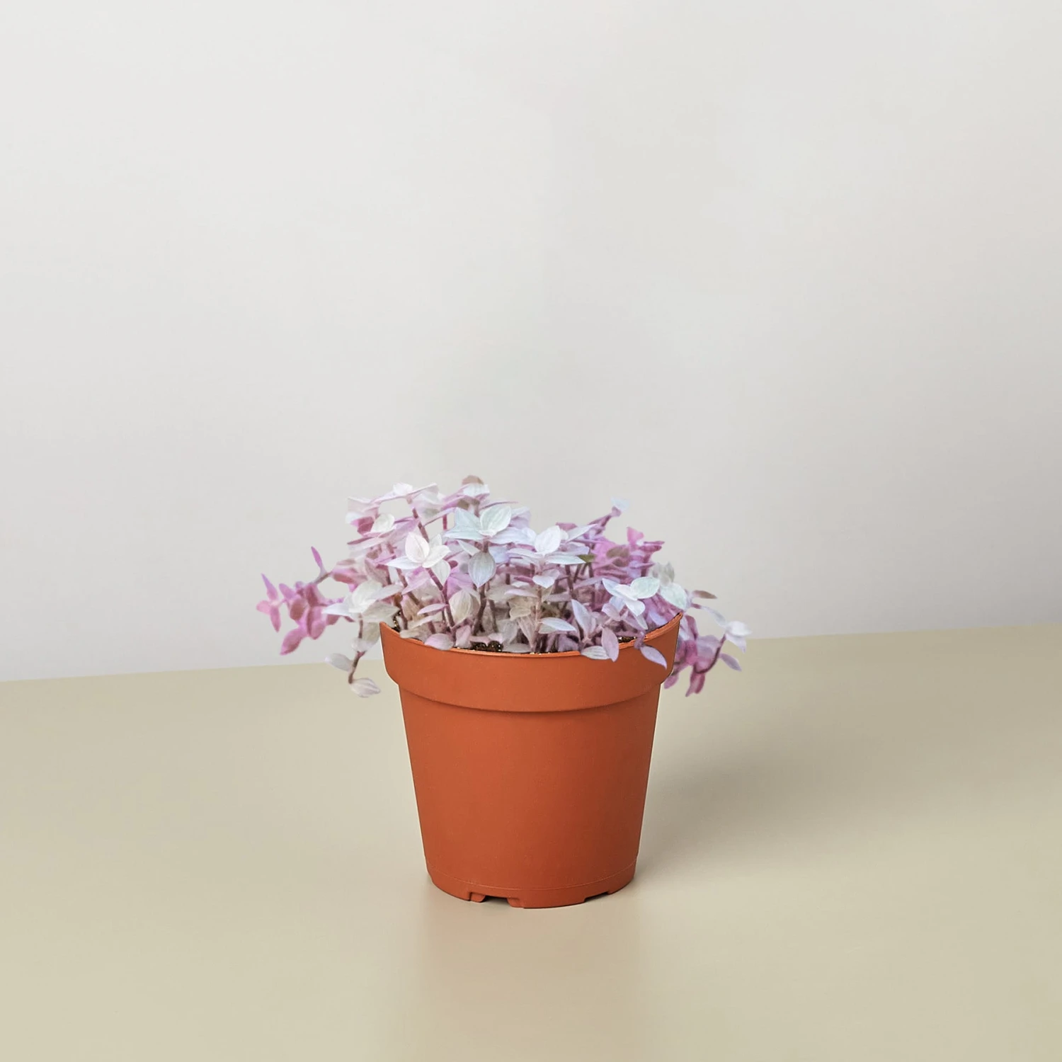 Tradescantia Callisia 'Pink Panther' 1 Tradescantia Callisia 'Pink Panther'