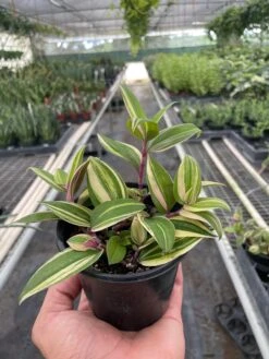 Tradescantia 'Tricolor'