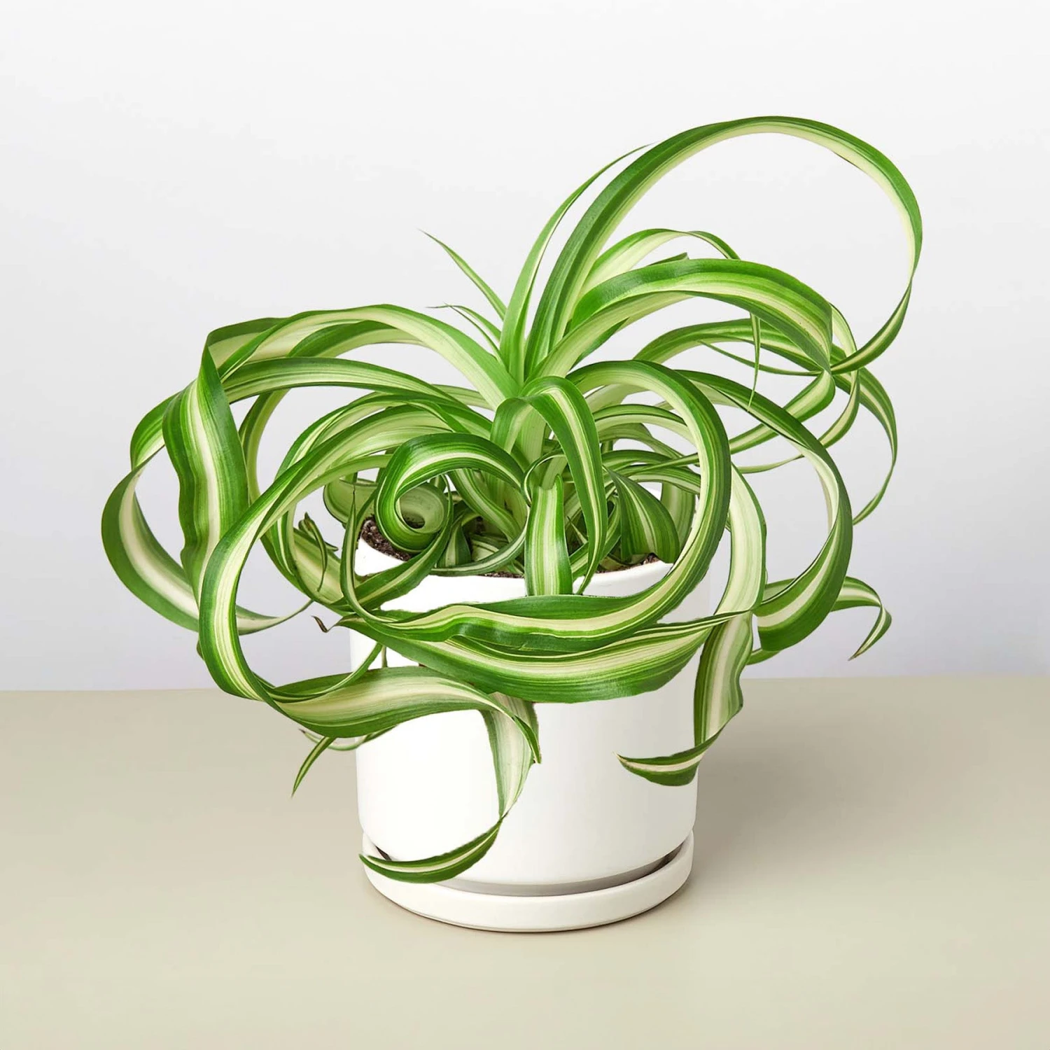 Spider Plant 'Bonnie' 11 Spider Plant 'Bonnie' - Image 11